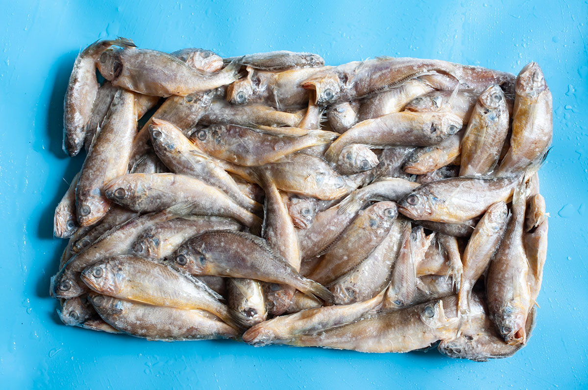 冷冻海鲜食品大黄鱼|摄影|产品摄影|斯巴达三百美工 - 原创作品 - 站酷 (ZCOOL)